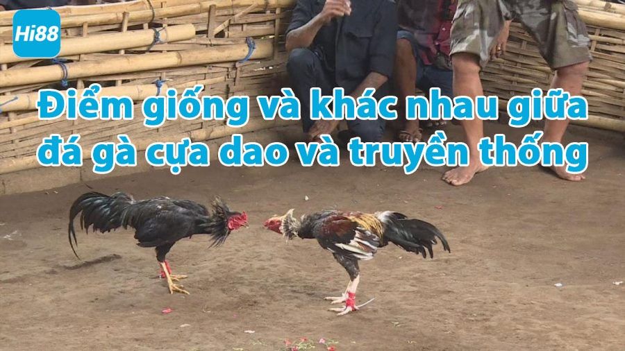 Điểm giống và khác nhau giữa đá gà cựa dao và đá gà truyền thống